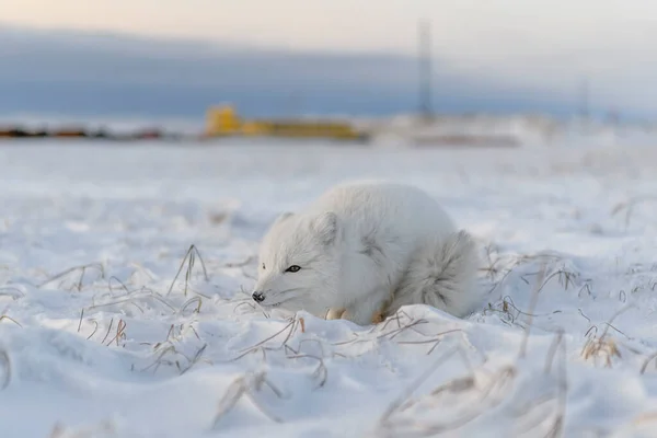 Zorro Rtico Vulpes Lagopus Tundra Salvaje Zorro Ártico Mintiendo — Foto de Stock