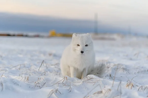 Zorro Ártico Vulpes Lagopus Invierno Tundra Siberiana Con Fondo Industrial —  Fotos de Stock