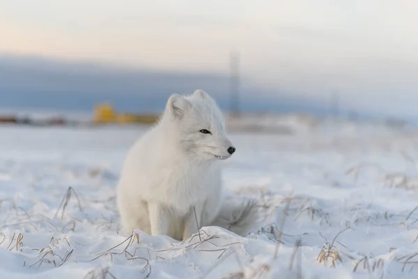 北冰洋狐狸 Vulpes Lagopus 在荒原冻原 北极白狐坐着 — 图库照片