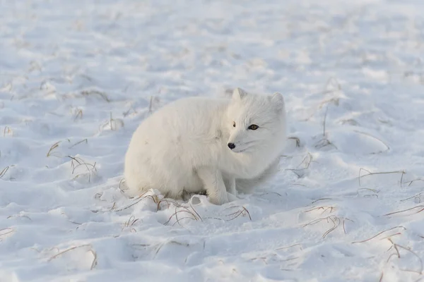 Lisa Rudego Vulpes Lagopus Dzikiej Tundrze Leżący Lis Polarny — Zdjęcie stockowe