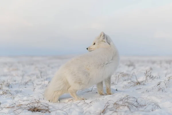 Polarfuchs Vulpes Lagopus Winter Der Sibirischen Tundra Mit Industriellem Hintergrund — Stockfoto