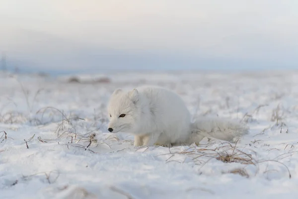 Lisa Rudego Vulpes Lagopus Dzikiej Tundrze Leżący Lis Polarny — Zdjęcie stockowe