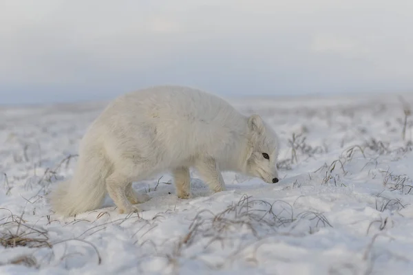 Volpe Artica Vulpes Lagopus Inverno Nella Tundra Siberiana Con Sfondo — Foto Stock