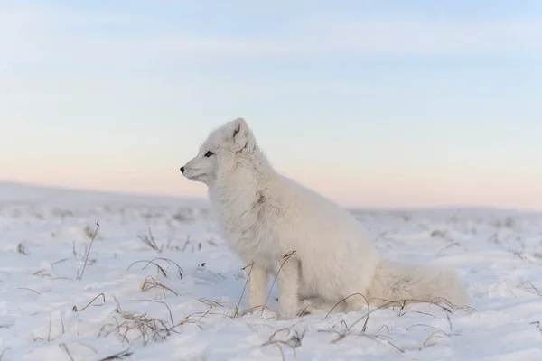 Räv Vulpes Lagopus Vild Tundra Vit Fjällräv Sittande — Stockfoto