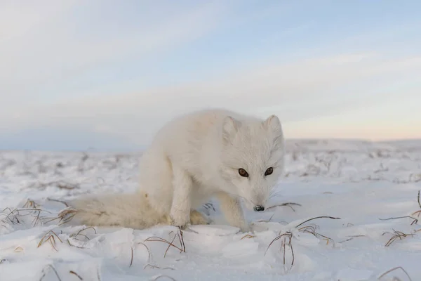 Arctische Vos Vulpes Lagopus Winter Siberische Toendra Met Industriële Achtergrond — Stockfoto