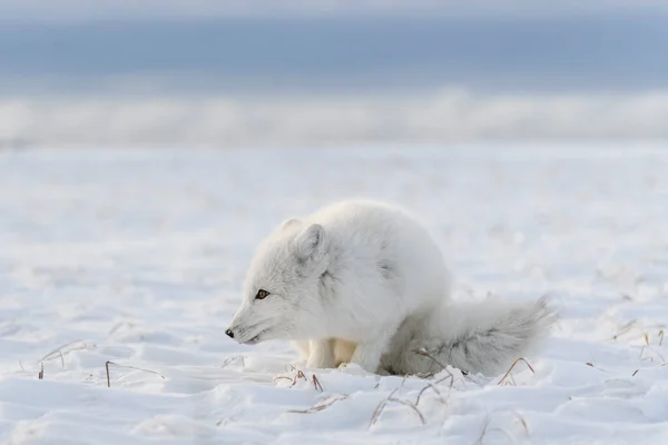 北极狐 Vulpes Lagopus 在荒原冻原 北极狐狸躺在地上 — 图库照片