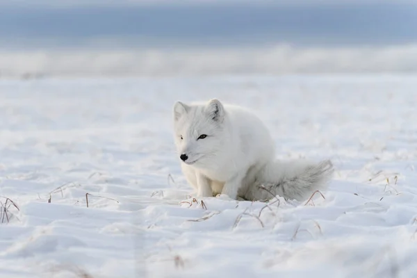 野生のツンドラの野生のキツネ Vulpes Lagopus 北極狐嘘 — ストック写真