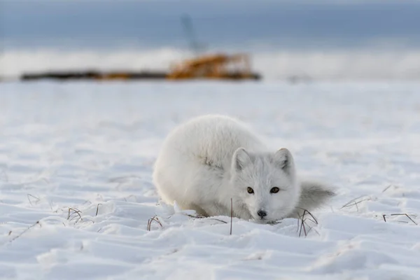 Αρκτική Αλεπού Vulpes Lagopus Χειμώνα Στη Σιβηρική Τούνδρα Βιομηχανικό Υπόβαθρο — Φωτογραφία Αρχείου