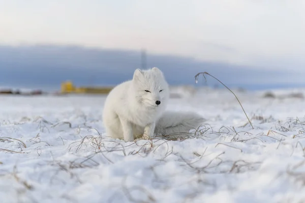Arctische Vos Vulpes Lagopus Winter Siberische Toendra Met Industriële Achtergrond — Stockfoto