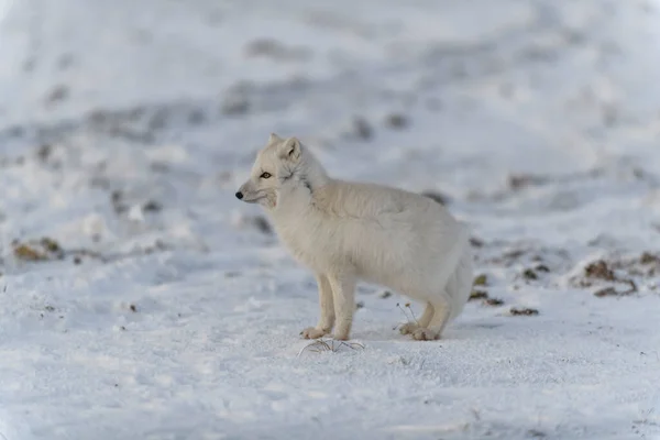 Raposa Ártica Selvagem Vulpes Lagopus Tundra Inverno — Fotografia de Stock