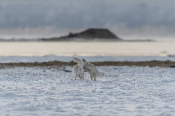 Двоє Молодих Арктичних Лисиць Грають Антилоп Тундрі Промисловим Фоном — стокове фото