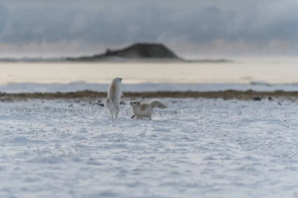 Dos Jóvenes Zorros Árticos Jugando Tundra Salvaje Con Fondo Industrial — Foto de Stock