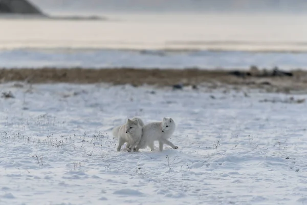 Deux Jeunes Renards Arctiques Jouant Dans Toundra Sauvage Avec Des — Photo