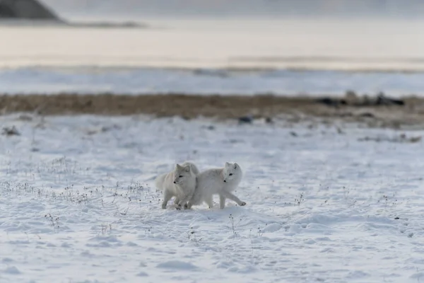 Dos Jóvenes Zorros Árticos Jugando Tundra Salvaje Con Fondo Industrial — Foto de Stock