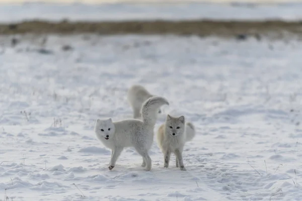 Dos Jóvenes Zorros Árticos Jugando Tundra Salvaje Invierno — Foto de Stock