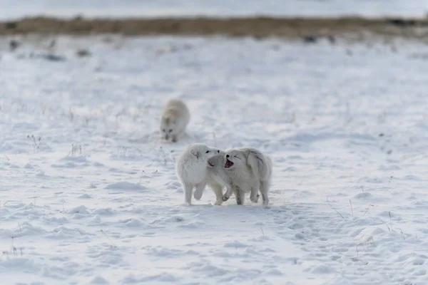 Duas Raposas Árticas Jovens Brincando Tundra Selvagem Inverno — Fotografia de Stock