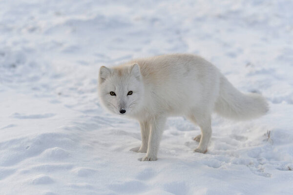 Wild arctic fox (Vulpes Lagopus) in tundra in winter time.