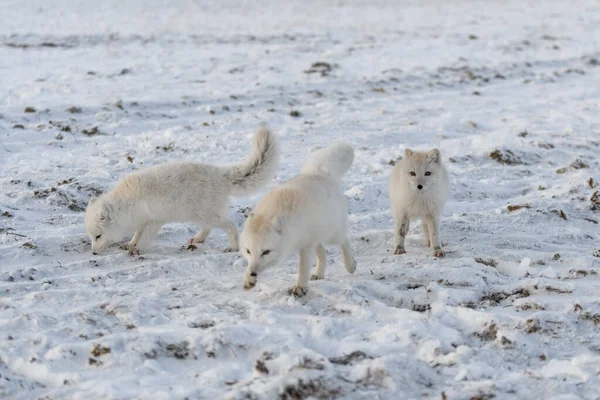 Duas Raposas Árticas Jovens Brincando Tundra Selvagem Inverno — Fotografia de Stock