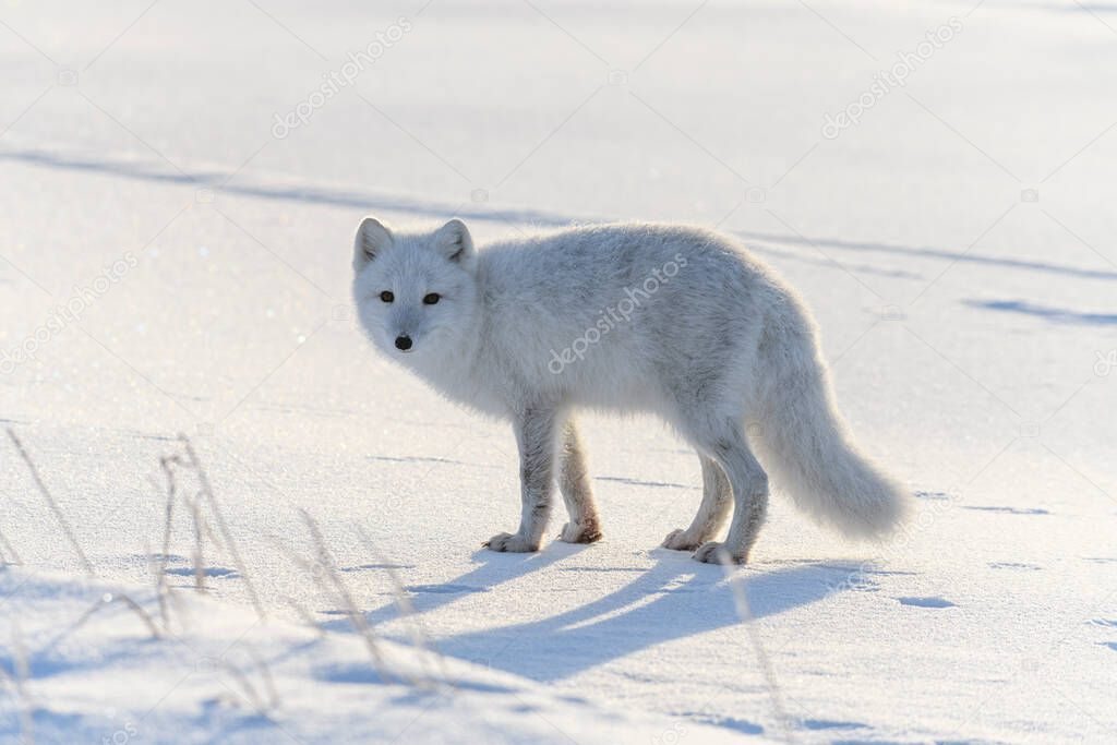 Arctic fox in winter time in Siberian tundra  