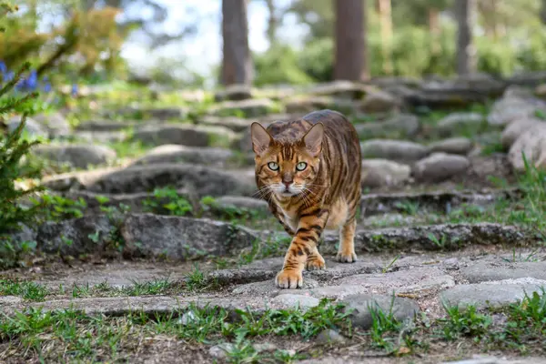 Yetişkin Bengal Kedisi Yaz Mevsiminde Doğa Konusunda Arka Planda — Stok fotoğraf