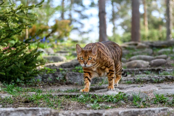 Gato Bengala Adulto Fundo Natureza Livre Hora Verão — Fotografia de Stock