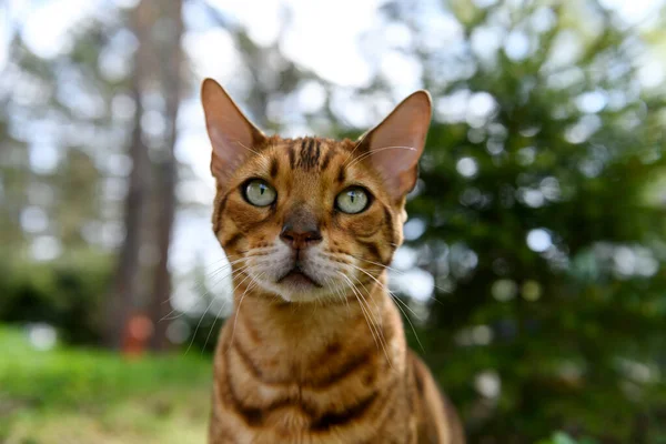 Yetişkin Bengal Kedisi Yaz Mevsiminde Doğa Konusunda Arka Planda — Stok fotoğraf