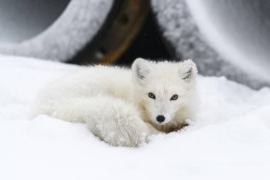 Kuzey Kutbu tilkisi (Vulpes Lagopus) endüstriyel geçmişe sahip yaban tundrasında.