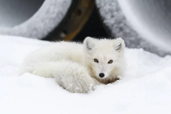 Raposa Ártica Vulpes Lagopus Tundra Selvagem Com Fundo Industrial — Fotografia de Stock