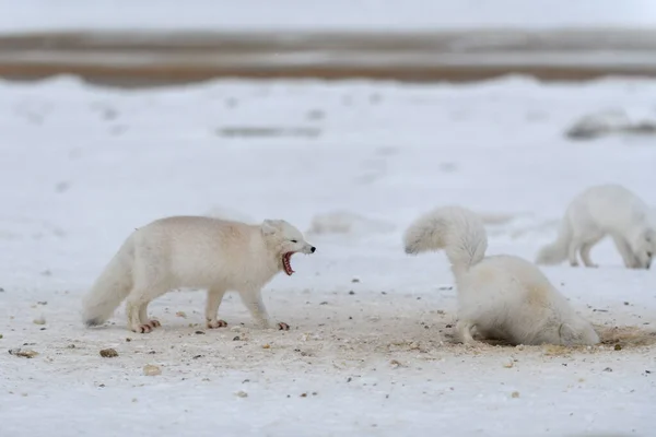 冬にはツンドラで戦う野生の北極キツネ 白北極キツネ積極的 — ストック写真