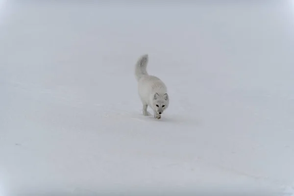 Happy Arctic Fox Winter Tundra Funny Arctic Fox — Stock Photo, Image