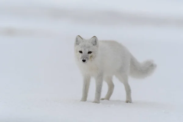 Arktisk Räv Vintern Sibirisk Tundra — Stockfoto