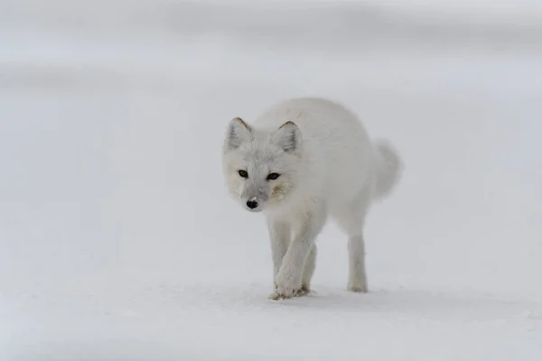 Арктический Лис Vulpes Lagopus Дикой Тундре Арктический Лис Пляже — стоковое фото