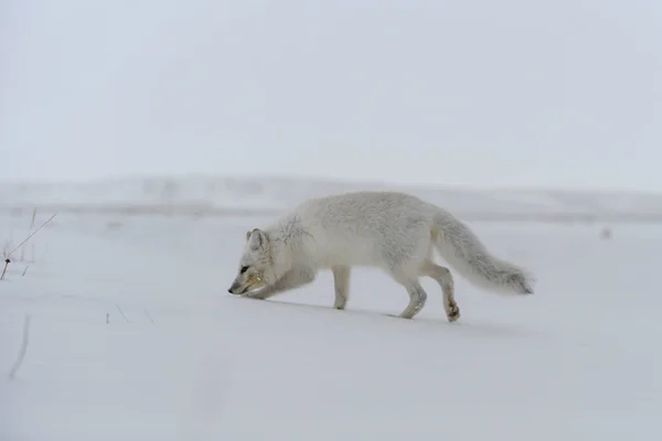 Polarfuchs Winter Der Sibirischen Tundra — Stockfoto