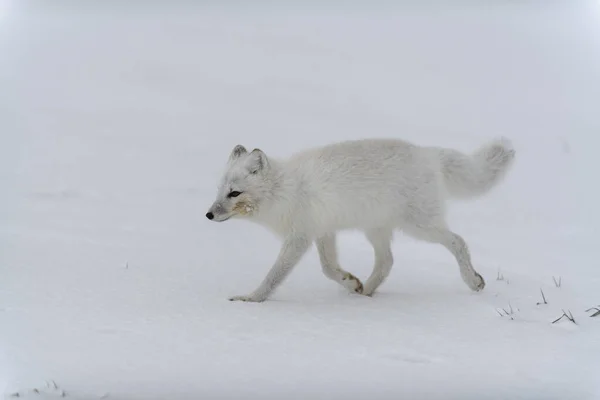 Raposa Ártica Tempo Inverno Tundra Siberiana — Fotografia de Stock