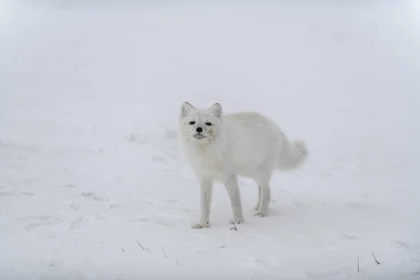 シベリアツンドラで冬の時間の北極キツネ — ストック写真