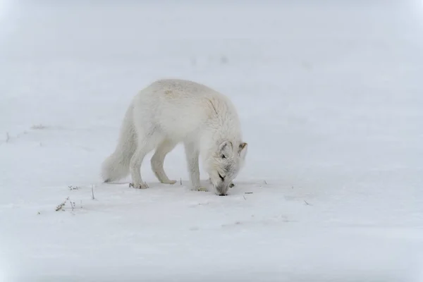 Polarfuchs Winter Der Sibirischen Tundra — Stockfoto