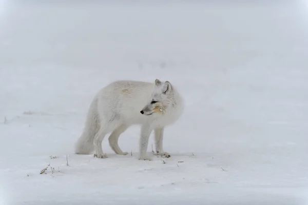 Αρκτική Αλεπού Χειμώνα Στη Σιβηρική Τούνδρα — Φωτογραφία Αρχείου