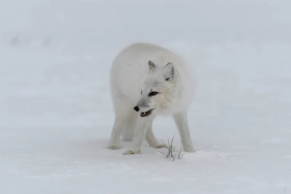 Zorro Ártico Invierno Tundra Siberiana —  Fotos de Stock