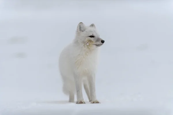 Lis Arktyczny Okresie Zimowym Tundrze Syberyjskiej — Zdjęcie stockowe