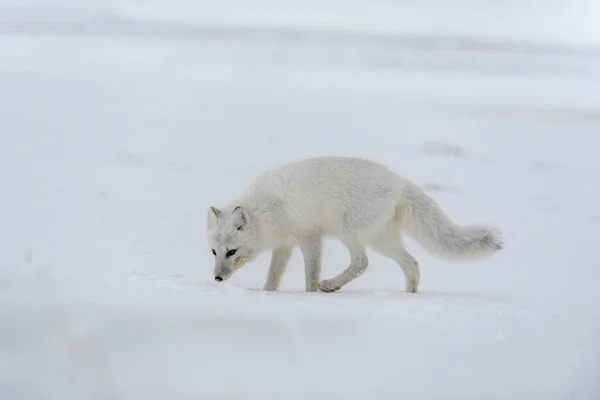 Sarkvidéki Róka Télen Szibériai Tundrán — Stock Fotó