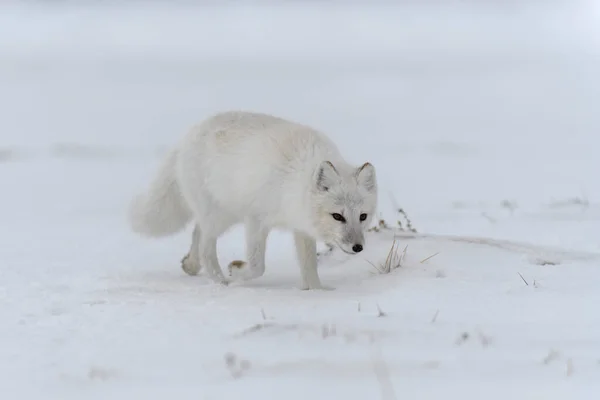 Polarfuchs Winter Der Sibirischen Tundra — Stockfoto