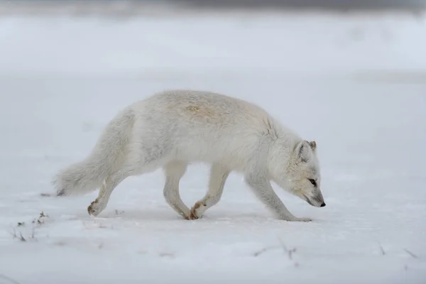 Renard Arctique Hiver Dans Toundra Sibérienne — Photo