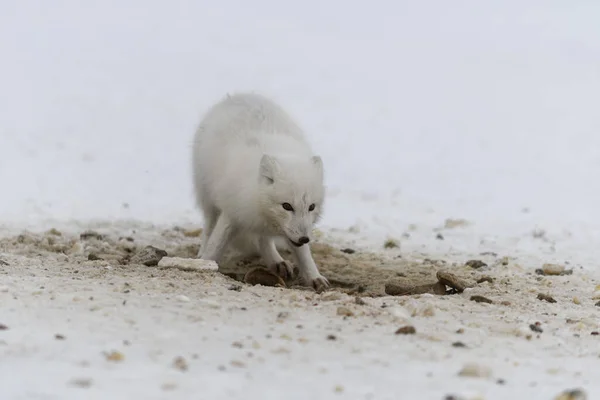 Renard Arctique Sauvage Creusant Neige Sur Plage Renard Arctique Blanc — Photo