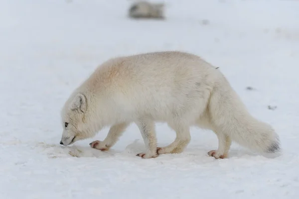 Sarkvidéki Róka Télen Szibériai Tundrán — Stock Fotó