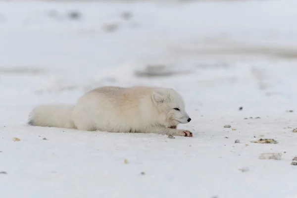 Polarfuchs Winter Der Sibirischen Tundra — Stockfoto