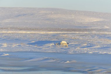 Kuzey Kutbu tilkisi (Vulpes Lagopus) Wilde Tundra 'da. Kutup tilkisi yalan söylüyor. Tundra 'da uyumak.