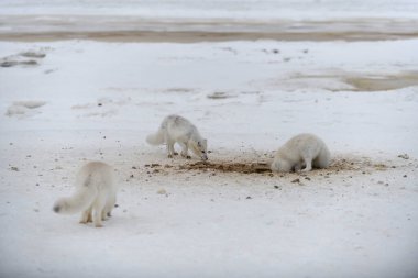 Kumsalda kar kazan vahşi kutup tilkisi. Tundra 'da yiyecek arayan beyaz kutup tilkisi.