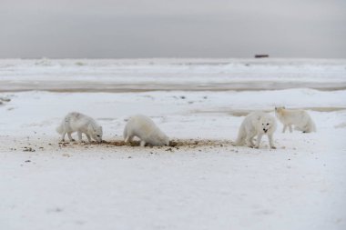 Kumsalda kar kazan vahşi kutup tilkisi. Tundra 'da yiyecek arayan beyaz kutup tilkisi.