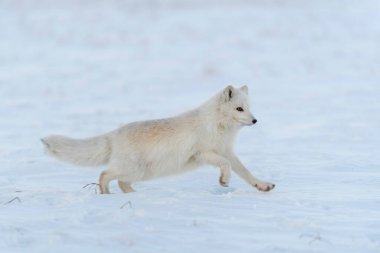 Kışın tundrada vahşi kutup tilkisi (Vulpes Lagopus). Beyaz kutup tilkisi.