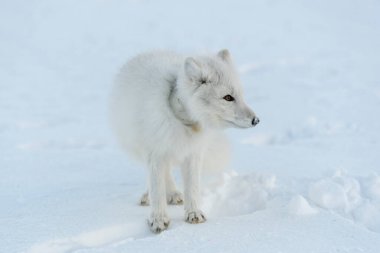 Kış tundrasında boynunda plastikle vahşi kutup tilkisi. Ekoloji problemi. Plastik kirliliği.